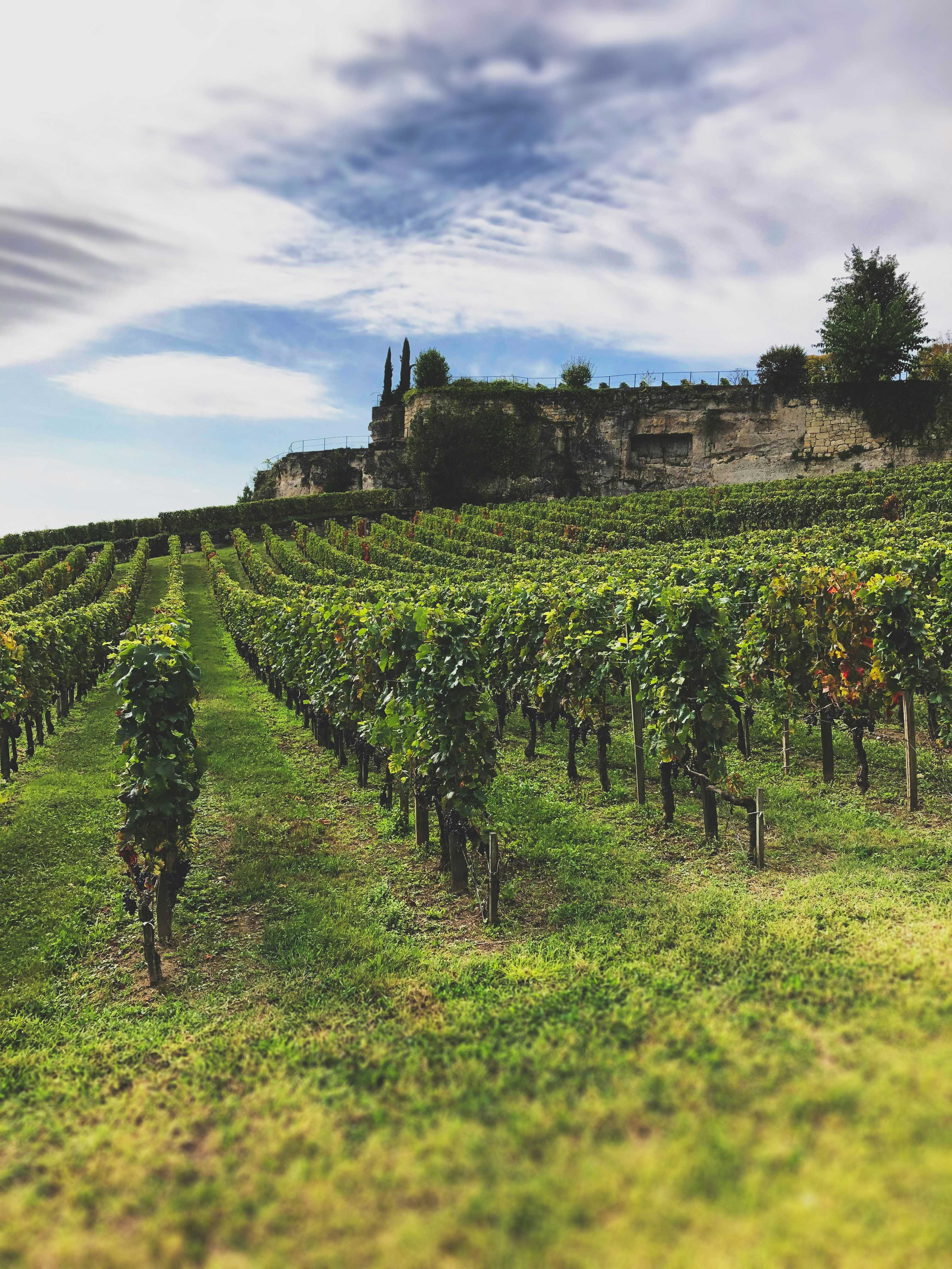 vignoble-bordeaux