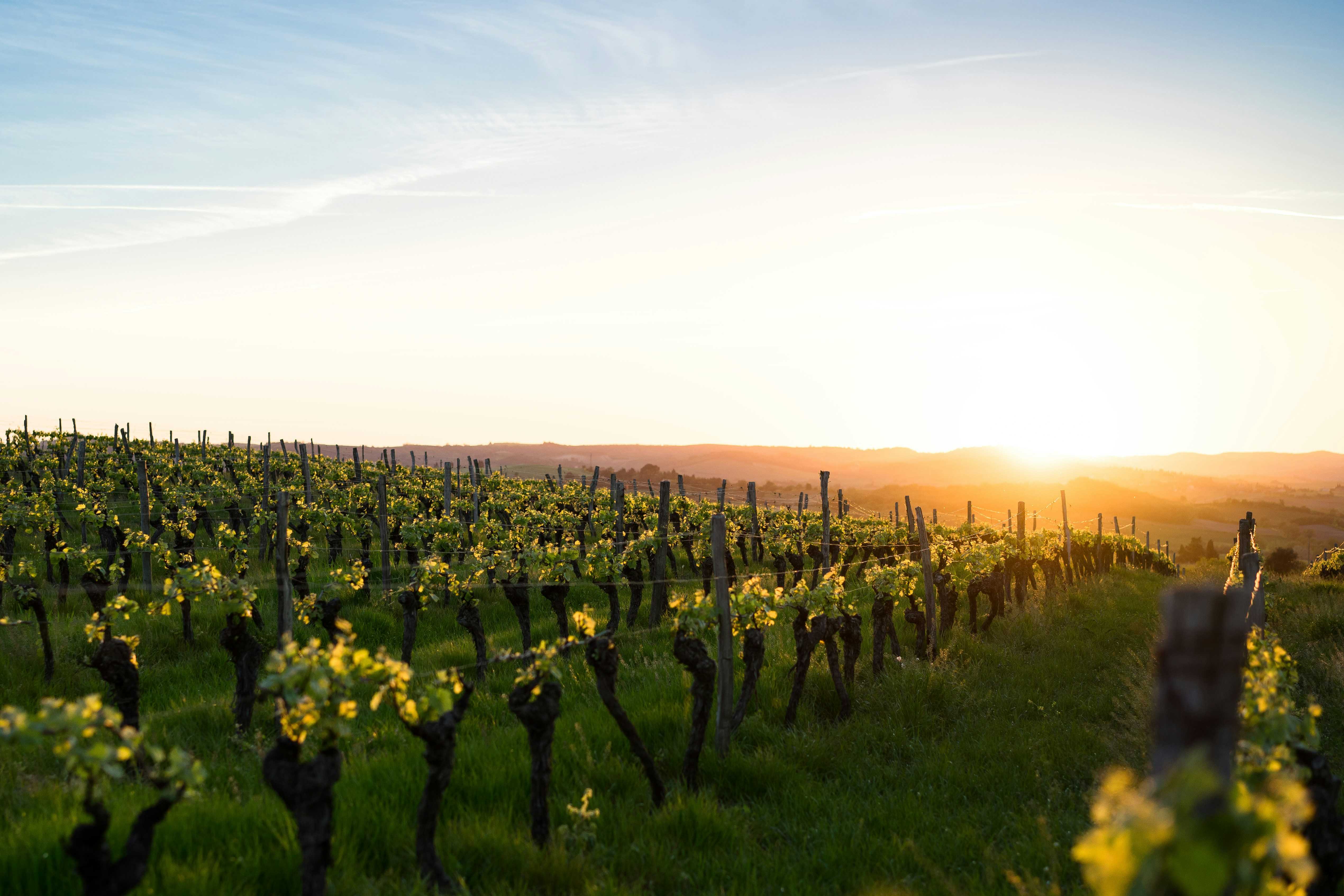 vignoble